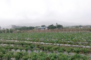 全球疫情最新实时数据揭示的严峻挑战与希望之光