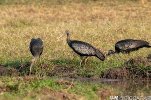 博茨瓦纳疫情告急，政府紧急应对新增病例