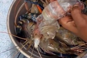印度疫情下的木棍执法，法治与人性的双重考验