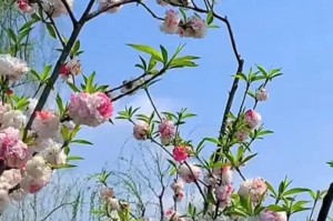 2023年是疫情放开后的第几年？