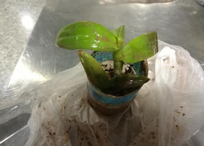 老挝自驾入境别样体验与注意事项，疫情下的旅行挑战与机遇