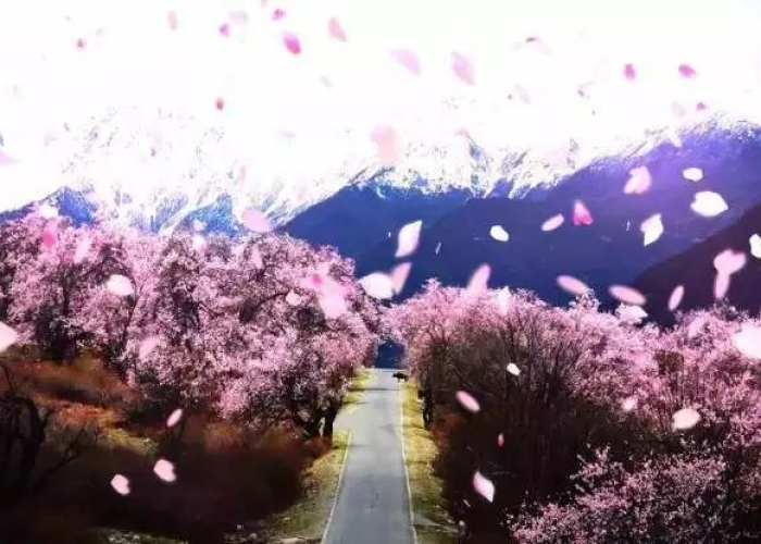 疫情下的挪威桃花盛开，自然与希望的交响曲