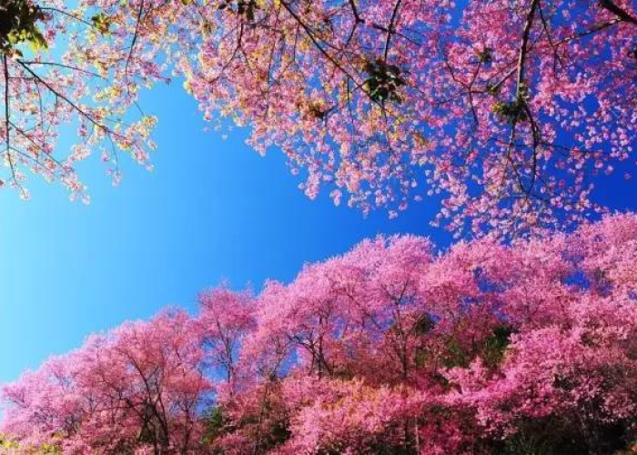 疫情下的挪威桃花盛开，自然与希望的交响曲