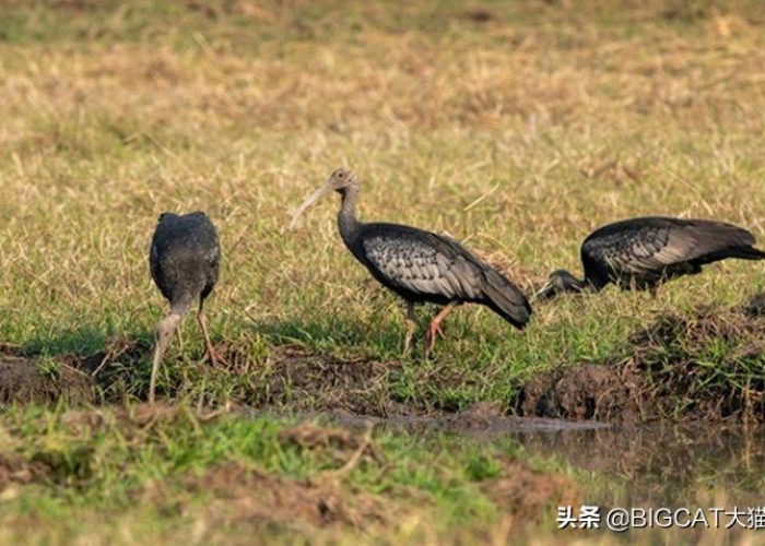 博茨瓦纳疫情告急，政府紧急应对新增病例