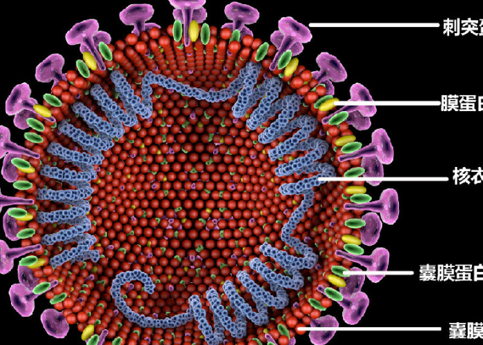 疫情病毒名称，新型冠状病毒