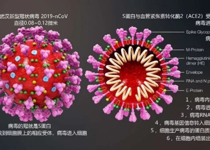 疫情病毒名称，新型冠状病毒