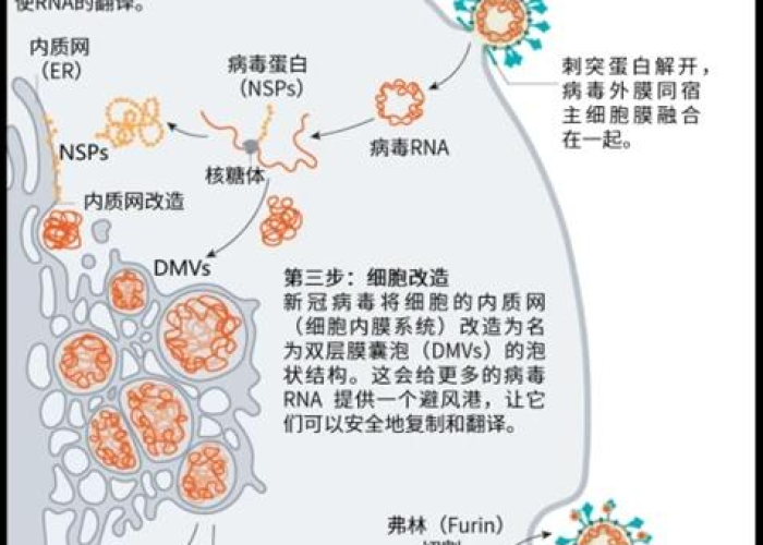 新冠疫情由哪种病毒引起？