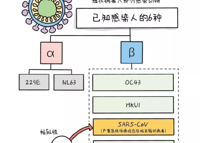 新冠疫情是冠状病毒类型