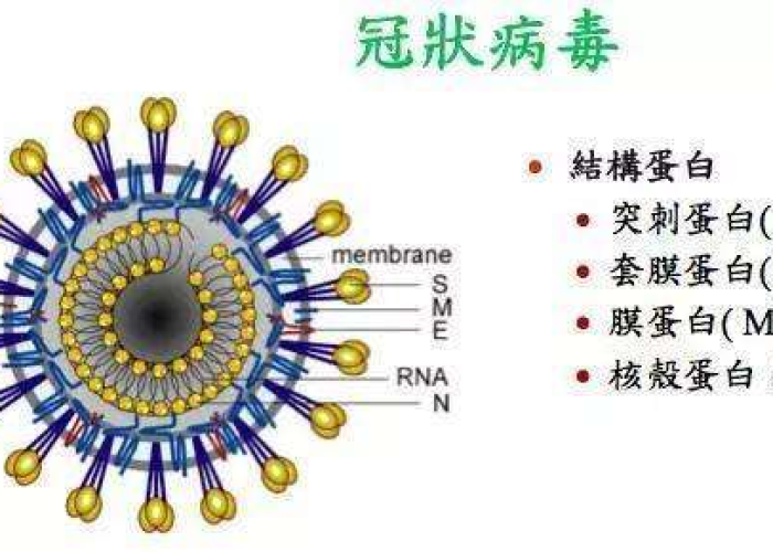 2020年新冠疫情病毒全称为严重急性呼吸综合征冠状病毒2型