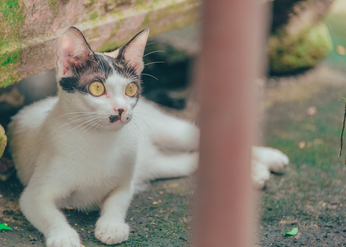 当阳性成为生死判决，一只猫的死亡与一个时代的困惑