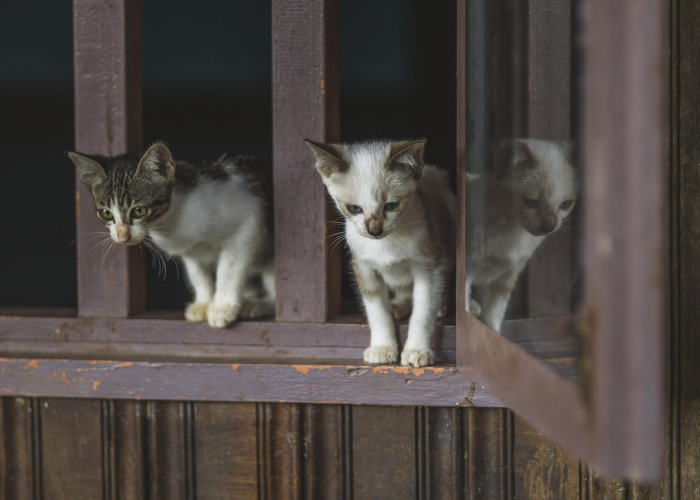 当阳性成为生死判决,一只猫的死亡与一个时代的困惑 当阳性成为生死判决,一只猫的死亡与一个时代的困惑