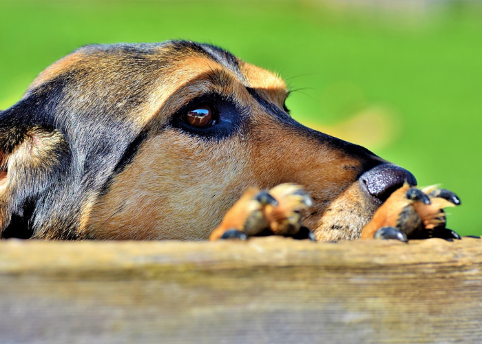 无症状感染者传播能力弱吗/无症状感染者具有传染性也会传播风险吗 无症状感染者传播能力弱吗/无症状感染者具有传染性也会传播风险吗