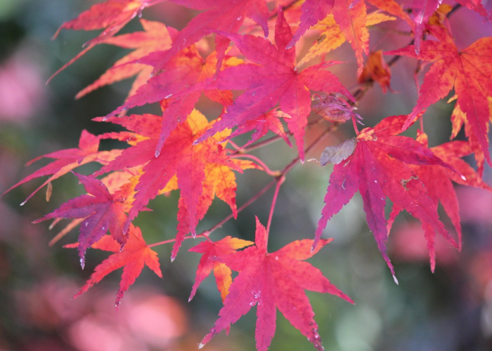 北京动态调整风险区域划分，科学精准防控成最新关键词