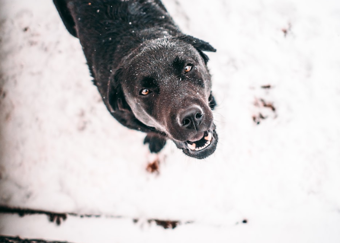 我来告诉大家哈狗十三道透视挂真的假的”(透视详细教程)-知乎 我来告诉大家哈狗十三道透视挂真的假的”(透视详细教程)-知乎