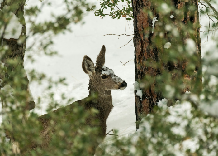 云散云聚猜生肖/云散云聚打一动物 云散云聚猜生肖/云散云聚打一动物