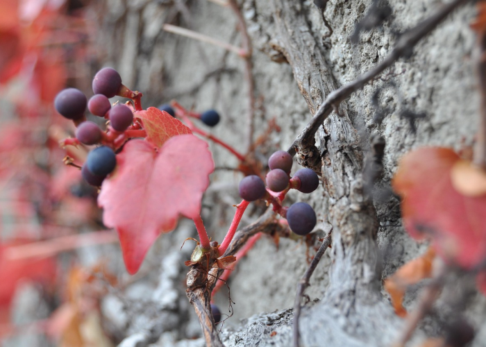 杨州役情，被遗忘的血泪地丁与盛世伤疤