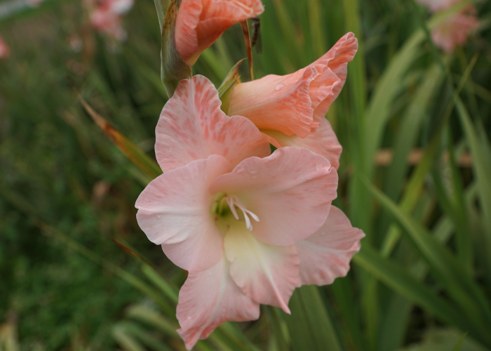 给大家科普一下“星悦广西字牌怎么可以开挂”(详细开挂教程)-知乎