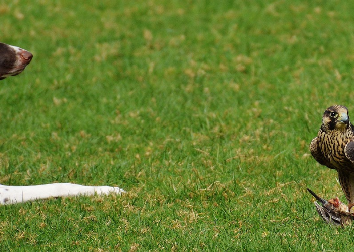 【最近猪瘟在哪些地方,最近猪瘟在哪些地方爆发】 【最近猪瘟在哪些地方,最近猪瘟在哪些地方爆发】