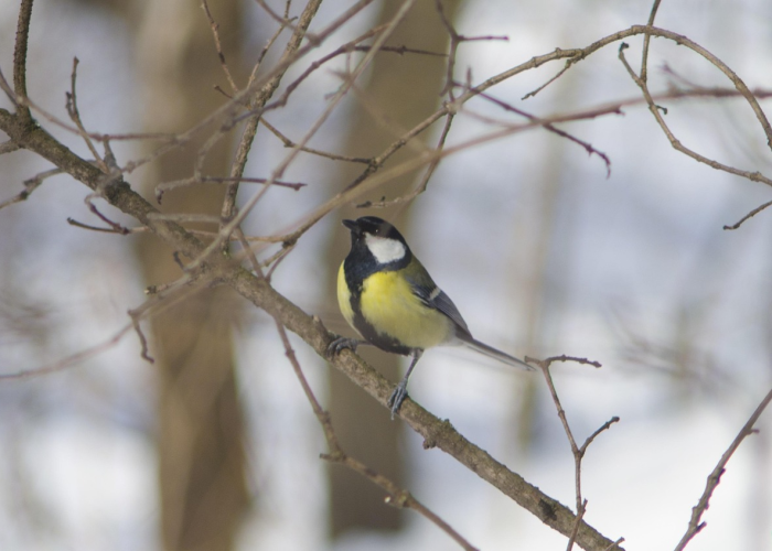 杭州限行新规，罚款扣分双升级，这些雷区千万别踩！