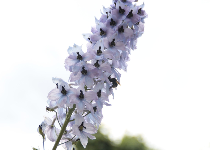 全网解答“空谷幽兰有没有挂”(真实可以装挂)-知乎 全网解答“空谷幽兰有没有挂”(真实可以装挂)-知乎