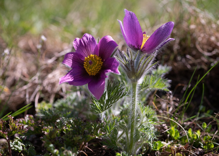 【北京西城大爷密接者无一人确诊,北京西城大爷疫情】 【北京西城大爷密接者无一人确诊,北京西城大爷疫情】