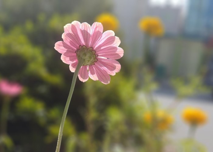 深圳限牌政策2021年最新动态,持续优化与稳定实施 深圳限牌政策2021年最新动态,持续优化与稳定实施