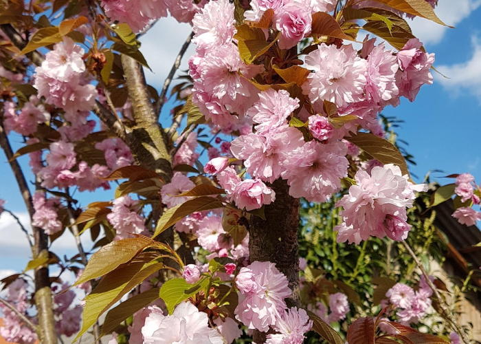 【玩家必看实操】“樱花之盛开挂辅助教程”(其实确实有挂)-知乎 【玩家必看实操】“樱花之盛开挂辅助教程”(其实确实有挂)-知乎