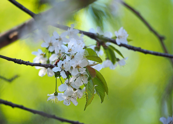 朝鲜疫情最新动态，数据背后的防控挑战与现状