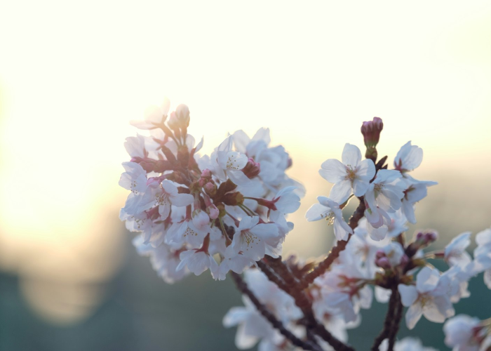 经验总结“樱花之盛有没有透视开挂”(辅助开挂教程)-知乎 经验总结“樱花之盛有没有透视开挂”(辅助开挂教程)-知乎