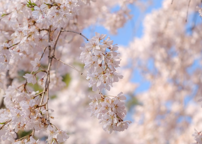 今日廊坊新增确诊病例来源公布,相关流调及防控措施梳理 今日廊坊新增确诊病例来源公布,相关流调及防控措施梳理