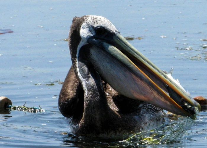 玩家实测“中至吉安王炸透视软件教程”(透视详细教程)-知乎 玩家实测“中至吉安王炸透视软件教程”(透视详细教程)-知乎
