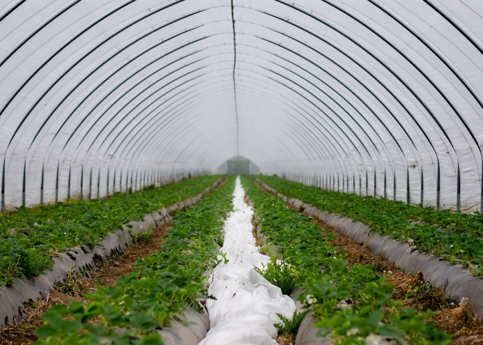 北京地区大蒜种植全攻略,精准把握农时,科学管理获丰收 北京地区大蒜种植全攻略,精准把握农时,科学管理获丰收