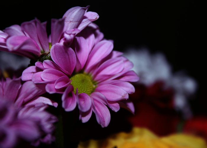 河北疫情实时动态，精准防控下的生命保卫战