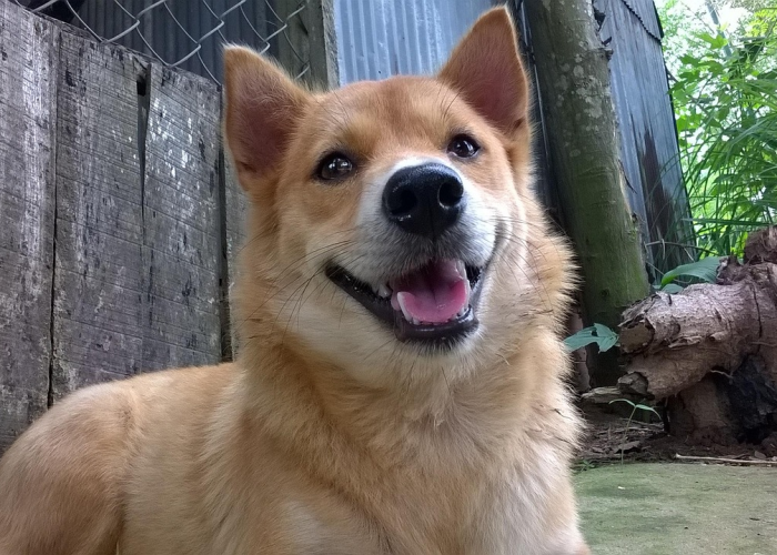 【一地金毛,一只金毛】 【一地金毛,一只金毛】