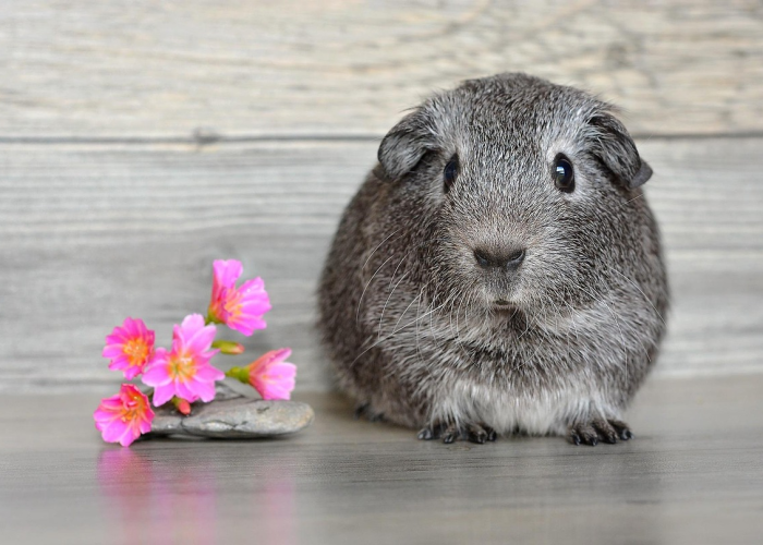 石家庄未来15天天气趋势分析,从骤雨到晴暖的周期变化 石家庄未来15天天气趋势分析,从骤雨到晴暖的周期变化