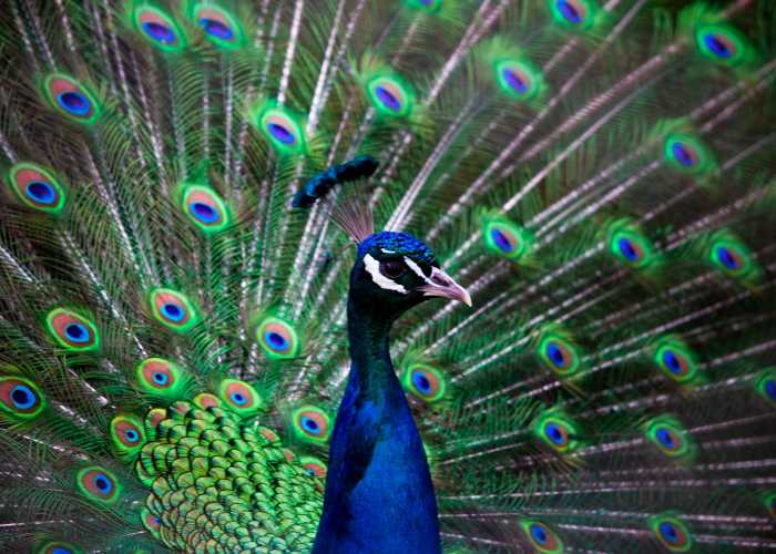 千奇百怪是什么动物?一场自然界的想象力狂欢 千奇百怪是什么动物?一场自然界的想象力狂欢