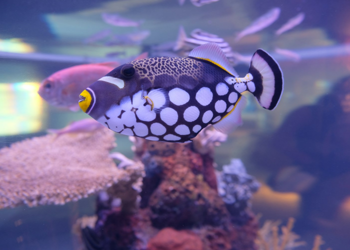 实测普及“微乐斗地主到底怎么开挂”(原来确实有挂)-知乎