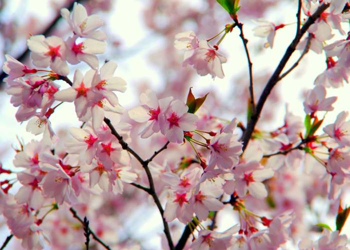 分享给大家“中至上饶麻怎么可以开挂”(开挂提高胜率)-知乎 分享给大家“中至上饶麻怎么可以开挂”(开挂提高胜率)-知乎