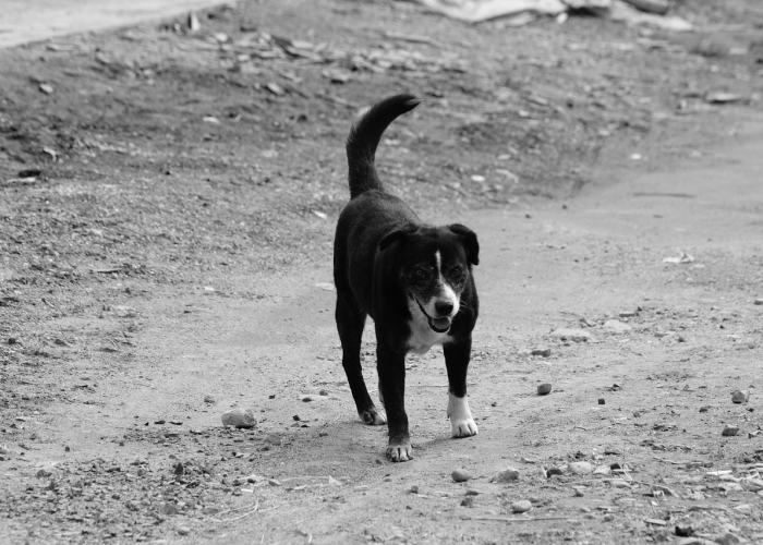 刘红云董氏针灸百集视频，一门古老针法的现代传承与全民健康启示