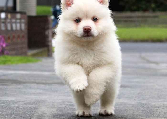 西峰区疫情防控公告(西峰防疫指挥部最新公告) 西峰区疫情防控公告(西峰防疫指挥部最新公告)