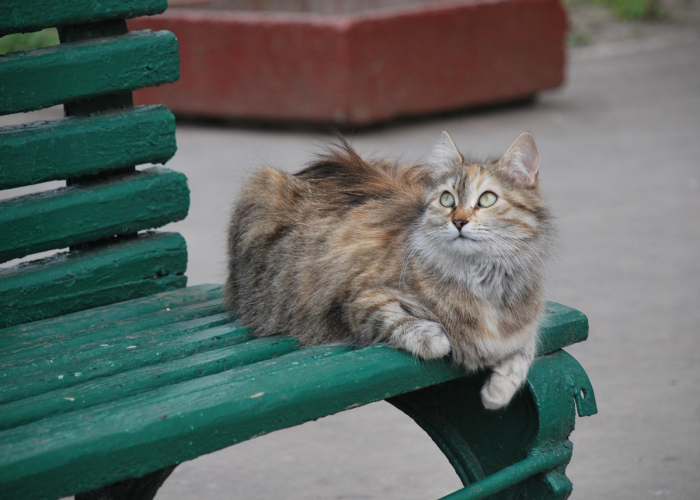 给大家科普一下“熊猫竟技透视软件挂”(原来确实有挂)-知乎