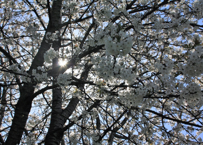 实测普及“樱花之盛开挂辅助神器”(开挂透视教程)-知乎