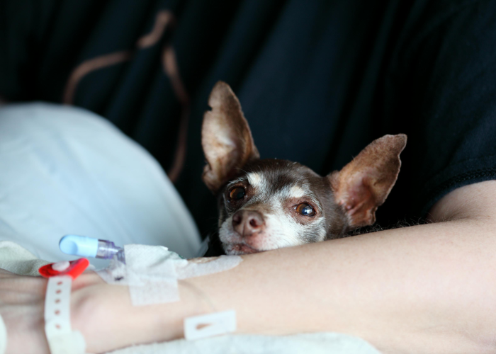 【内蒙古出现一例鼠疫死亡病例/内蒙古鼠疫疫情12人死亡】 【内蒙古出现一例鼠疫死亡病例/内蒙古鼠疫疫情12人死亡】