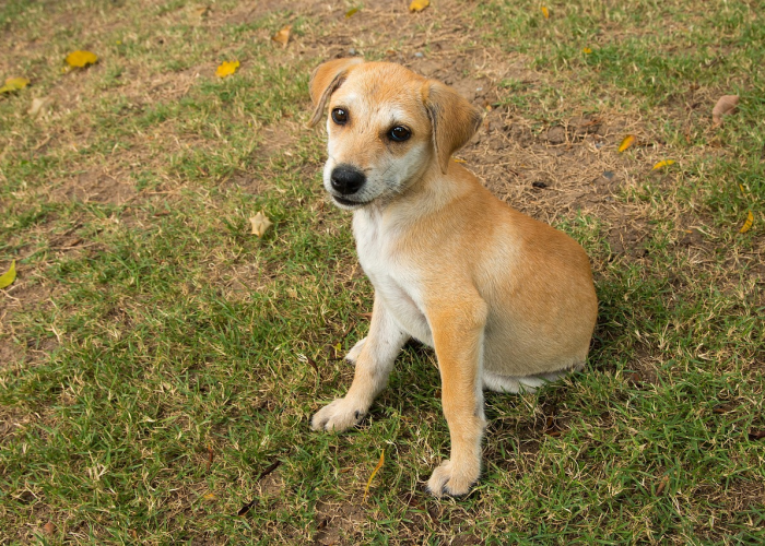 变异毒株与艾滋病有关吗（变异毒株与艾滋病有关吗会传染吗）