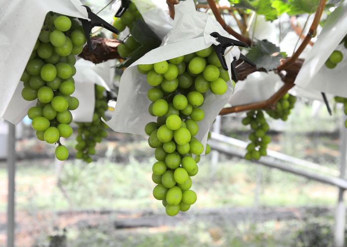 新疆疫情最新情况通报,精准防控下的动态与挑战 新疆疫情最新情况通报,精准防控下的动态与挑战