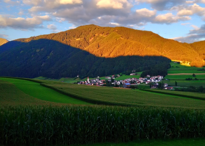 河北饶阳，华北平原上的京南花木第一县
