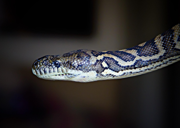 美国万只水貂的死亡警示,病毒溢出与全球生态安全网 美国万只水貂的死亡警示,病毒溢出与全球生态安全网