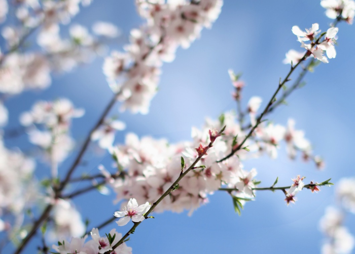 清明逢春半,人间四月天 清明逢春半,人间四月天