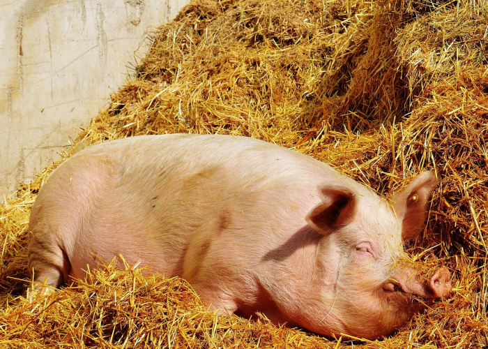 猪瘟四川/四川瘟猪子什么意思 猪瘟四川/四川瘟猪子什么意思