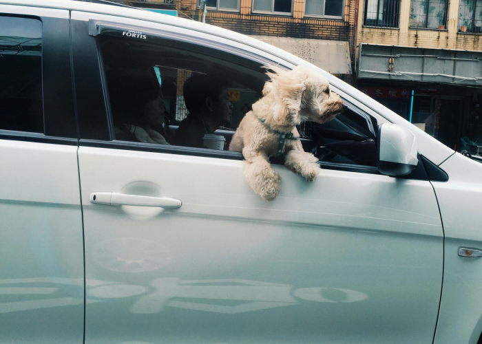 国产七座商务车盘点,这些车标相同的车型,你分得清吗? 国产七座商务车盘点,这些车标相同的车型,你分得清吗?